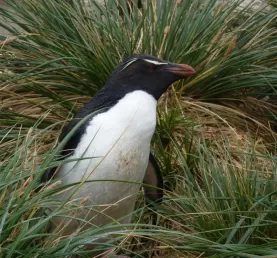 Rockhopper pengui hide &seek at New Island, Falkland Islands