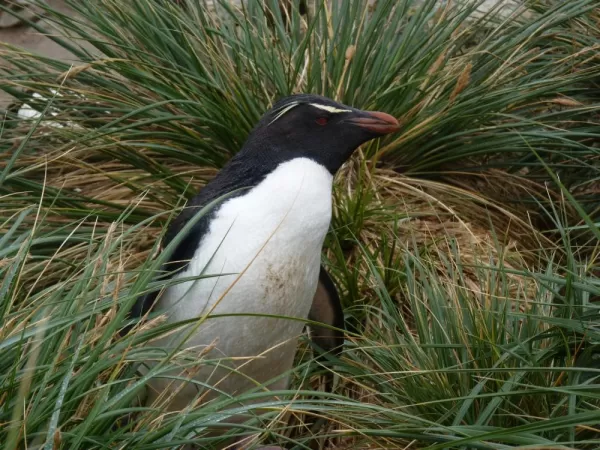Rockhopper pengui hide &seek at New Island, Falkland Islands