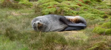 Fur seal at Stromness Bay, South Georgia Island