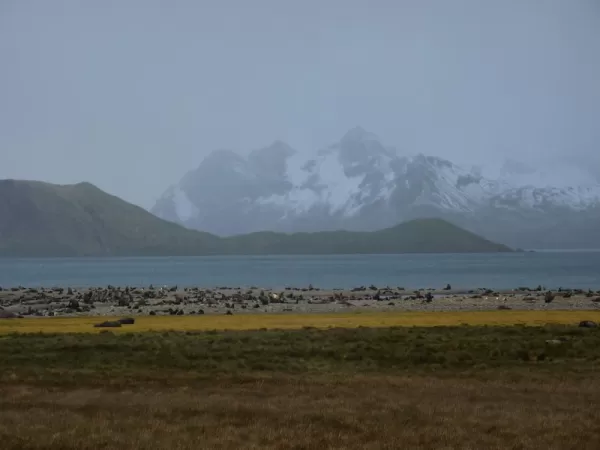 Field of fur seals at Stromness Bay, South Georgia