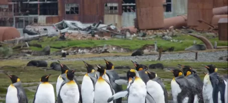 King Penguins at deserted whaling station, South Georgia