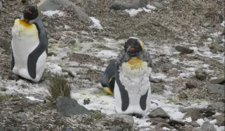 Molting King Penguins, South Georgia Island