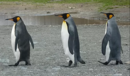King penguins strutting their stuff, South Georgia Island 