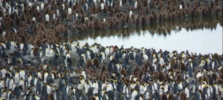Hundreds of thousands of King Penguins at St. Andrews Bay 
