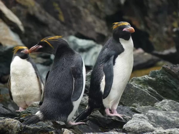 Best Time to Visit South Georgia Island - Tour Grytviken, Spot King ...