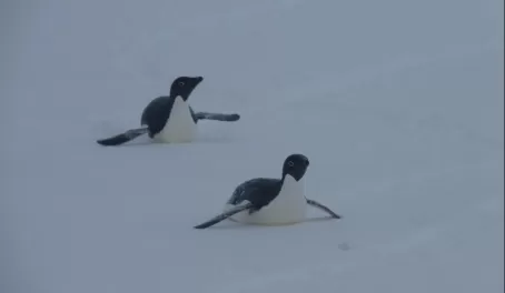 Adelie Penguins body-surfing in Antarctica