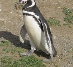 Magellanic penguin
