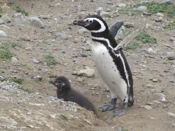 Family scene