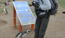Attack penguin!