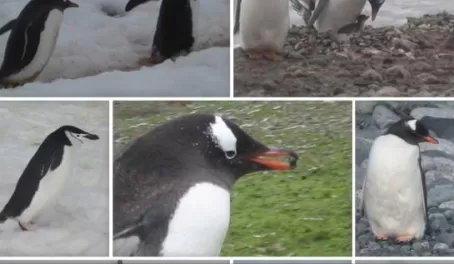 Penguin Action
