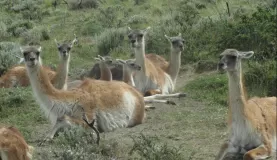 Guanacos lounging in Torres del Paine