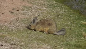 Viscacha (not a rabbit)