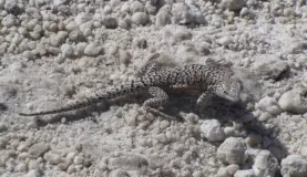 Lizard at Chaxa Lake