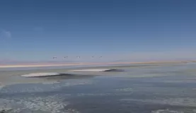 Flamingos in flight--Chaxa Lake