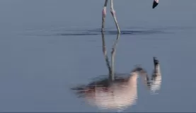 James (or Puna) flamingo