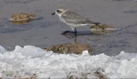 Salt deposit and bird at Laguna Sejar