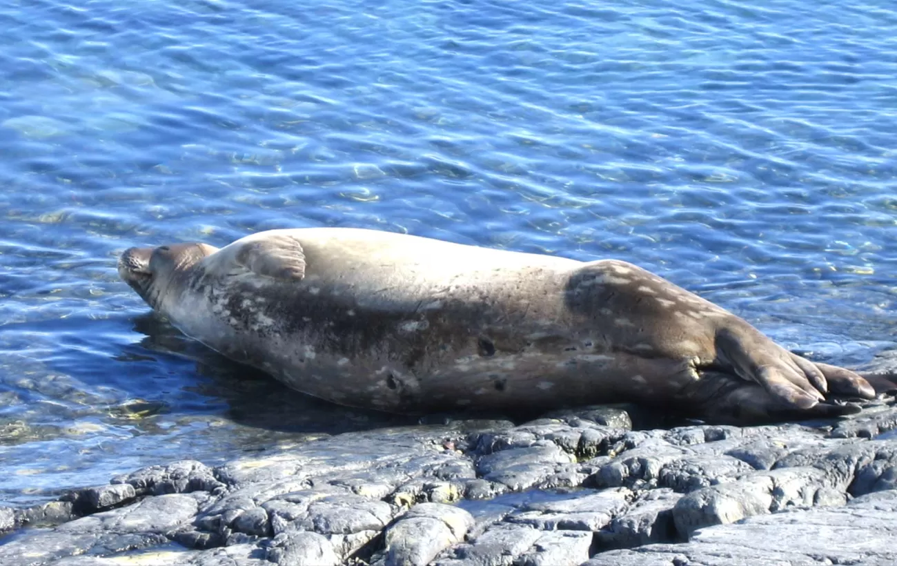 Watching seal during Antarctic trip