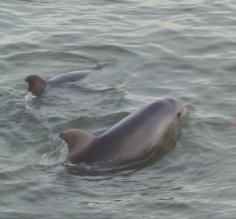 Dolphins