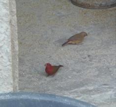 Birds in Joal