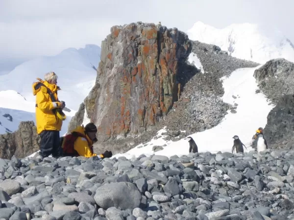 Wildlife experience during Antarctica tour
