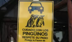 Beware of penguins sign