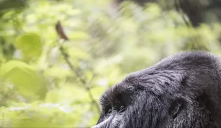 Gorilla Tracking at Virunga Lodge