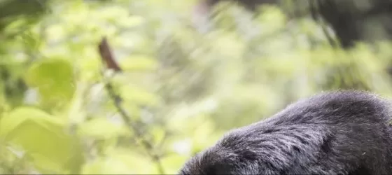 Gorilla Tracking at Virunga Lodge