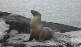 A proud sea lion on the shores of the Galapagos Islands