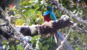 A Resplendent Quetzal shows it's beauty from perch high in a tree.
