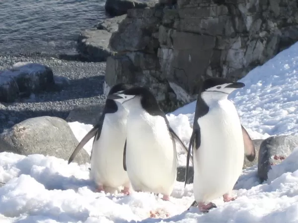Chinstrap penguins during Antarctic travel