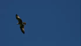 An osprey with a trout