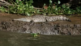 Sierpe River crocodile