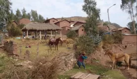 Stubborn donkey near lake Piuray, hilarious