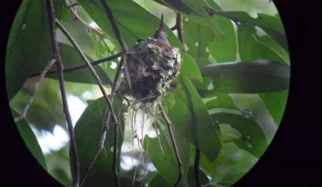 Hummingbird building her nest