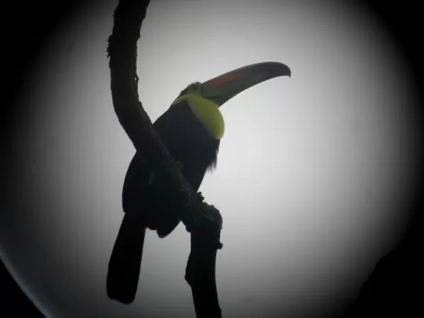 Birding in the jungle - Toucan