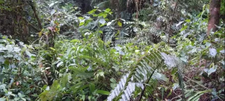 Its a jungle out there!  Tapanti National Forest trailside.