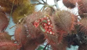 Bixa orellena seeds used for lipstick.