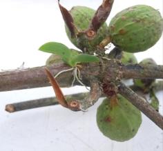 Orchid seedling hiding on a coffee branch.