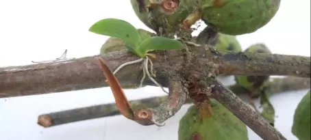 Orchid seedling hiding on a coffee branch.