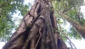 Strangler fig at Bosque de Paz. One of the many \"Ents\" in the forest.
