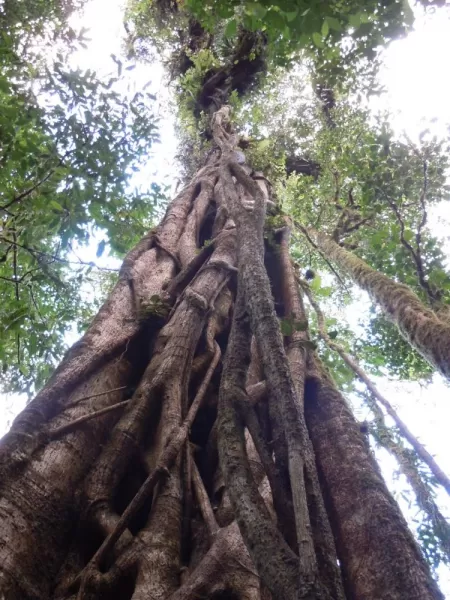 Strangler fig at Bosque de Paz. One of the many \"Ents\" in the forest.