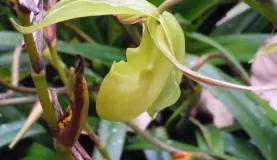 Phragipedium hedge on path to Orchid Garden at Bosque de Paz