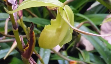 Phragipedium hedge on path to Orchid Garden at Bosque de Paz