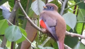 Trogon that posed for us in the Orchid Garden