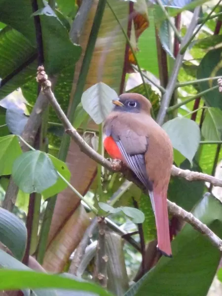 Trogon that posed for us in the Orchid Garden