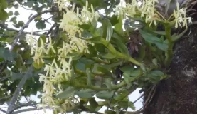 Epidendrum on tree along driveway to Guayabo Lodge