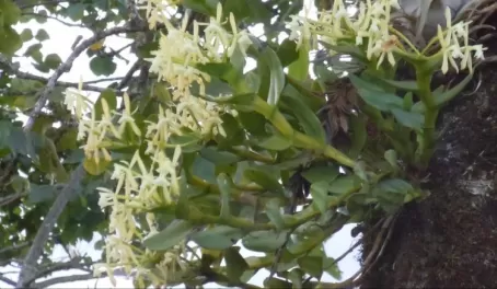 Epidendrum on tree along driveway to Guayabo Lodge