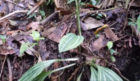 Orchid on the forest floor.  Arenal