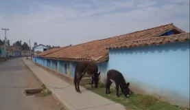 Donkeys on the abandoned streets of Chinchero