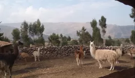 Llamas on the road to Tauca Pass